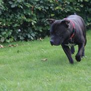 Staffordshire bull terrier Odin
