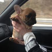 Fransk bulldog Mason