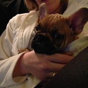 Fransk bulldog Mason