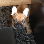 Fransk bulldog Mason