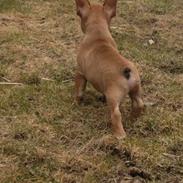 Fransk bulldog Mason