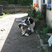 Sankt bernhardshund Rabomba Anton