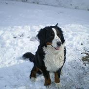Berner sennenhund Vita