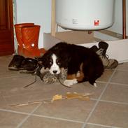 Berner sennenhund Vita