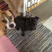 Staffordshire bull terrier Malibu