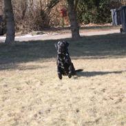 Labrador retriever Blackboys Kenzo