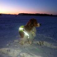 Kooikerhondje Baschko's Jelle V. Danser