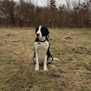 Blanding af racer Donna