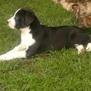 Blanding af racer Donna