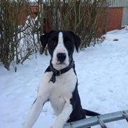 Blanding af racer Donna