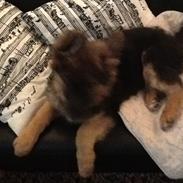 Schæferhund Niemai Fiona