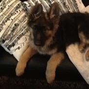 Schæferhund Niemai Fiona