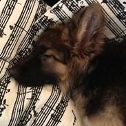 Schæferhund Niemai Fiona