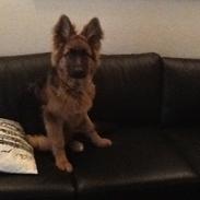 Schæferhund Niemai Fiona
