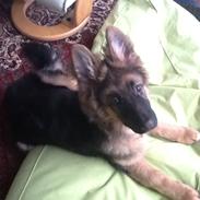 Schæferhund Niemai Fiona