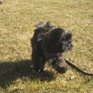 Lhasa apso Storm Royal's Prince Charming