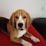 Beagle Hugo