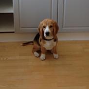 Beagle Hugo