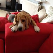 Beagle Hugo