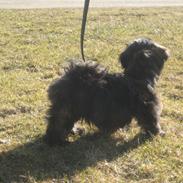 Lhasa apso Storm Royal's Prince Charming
