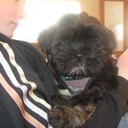 Lhasa apso Storm Royal's Prince Charming