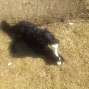 Flat coated retriever Basse (Egon)