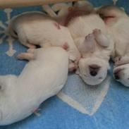 Japansk spids Hollie