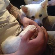 Japansk spids Hollie