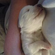 Japansk spids Hollie