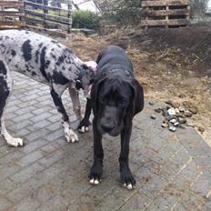 Grand danois Tribeca Shania