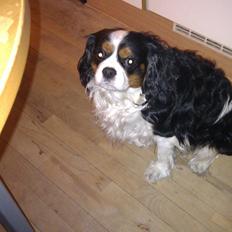 Cavalier king charles spaniel charlie R.I.P
