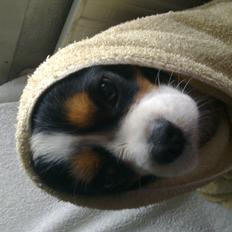 Cavalier king charles spaniel charlie R.I.P