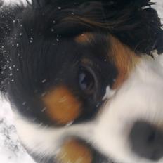 Cavalier king charles spaniel charlie R.I.P