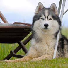 Siberian husky | Jeyzi