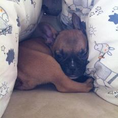 Fransk bulldog Gucci