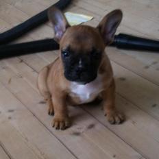 Fransk bulldog Gucci