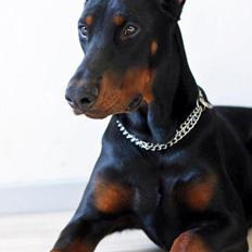 Dobermann Izrafel Napoleon Nacholious