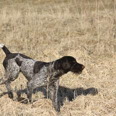 Ruhåret hønsehund Helen Vom Dückerland