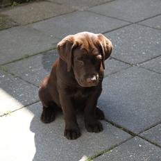 Labrador retriever Lindehøj's Freya