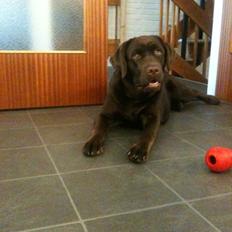 Labrador retriever Lindehøj's Freya