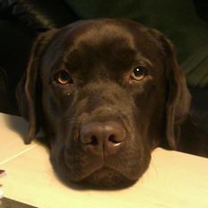 Labrador retriever Lindehøj's Freya