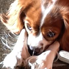 Cavalier king charles spaniel Sasha