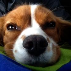 Cavalier king charles spaniel Sasha