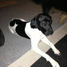 Blanding af racer Buller