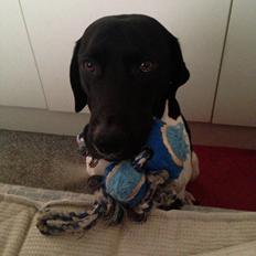 Blanding af racer Buller