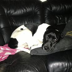 Blanding af racer Buller