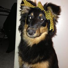 Blanding af racer Duchess