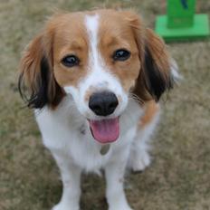 Kooikerhondje Sally