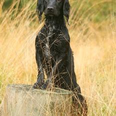 Field Trial Cockerspaniel Marley