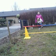 Glathåret foxterrier Lillo